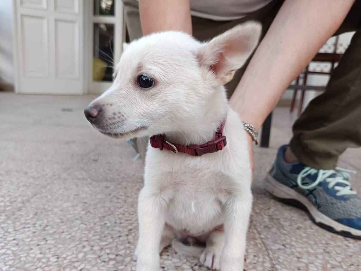 Adotta un cane, taglia piccola, femmina, Bari