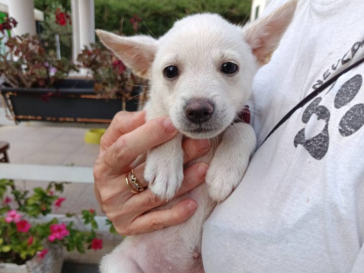 Vuoi adottare un cane a Bari?