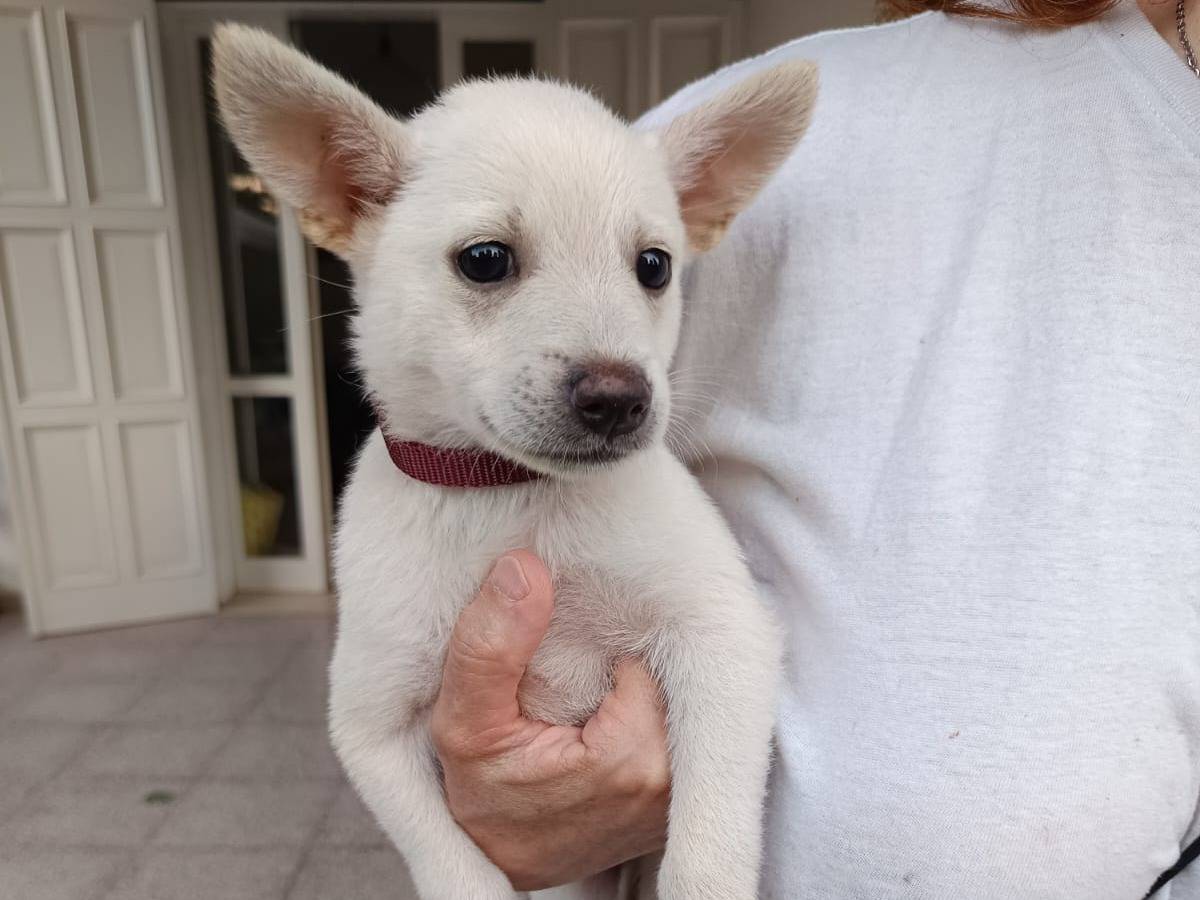 Adotta il cane Sprite a Bari