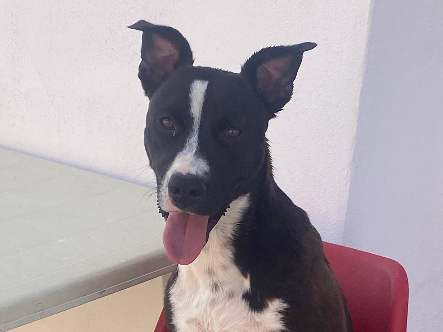 Adotta un cane, taglia media, maschio, Bari