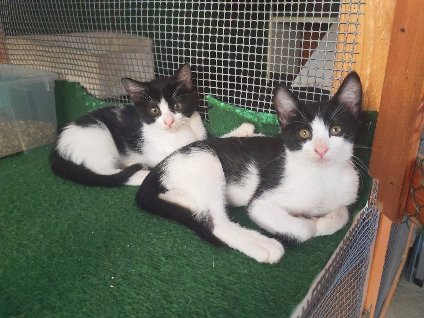 Adotta un gatto, taglia non valida, maschio, Cremona