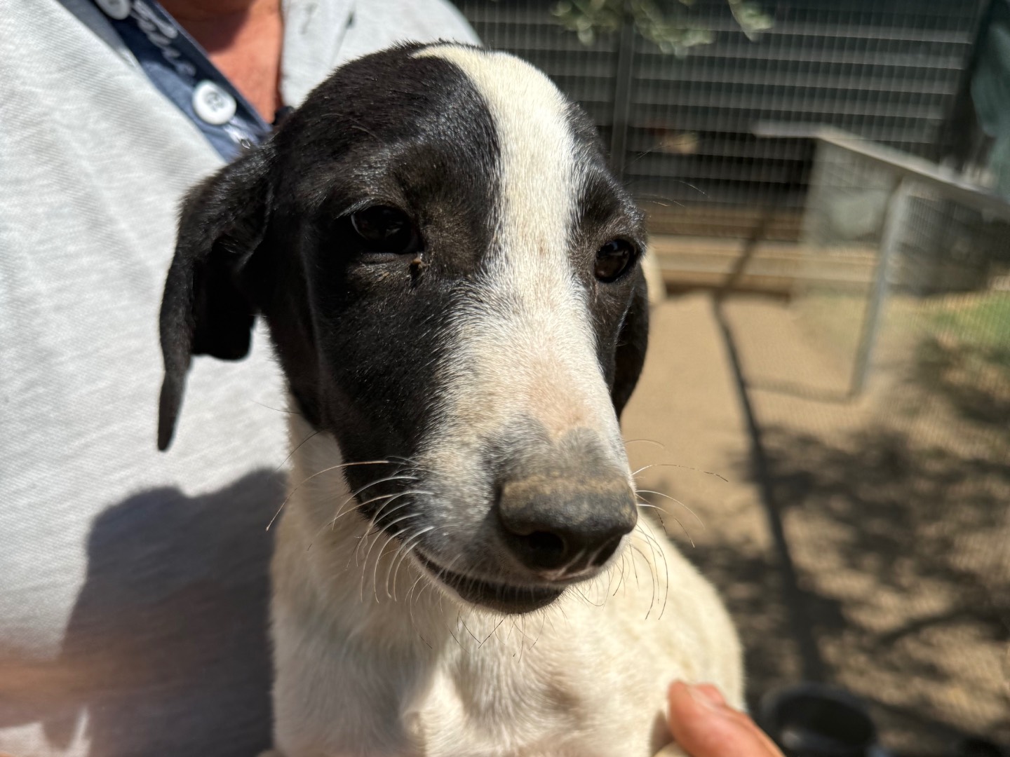 Vuoi adottare un cane a Matera?