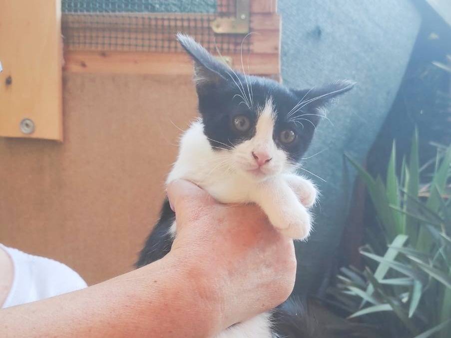 Vuoi adottare un gatto a Cremona?