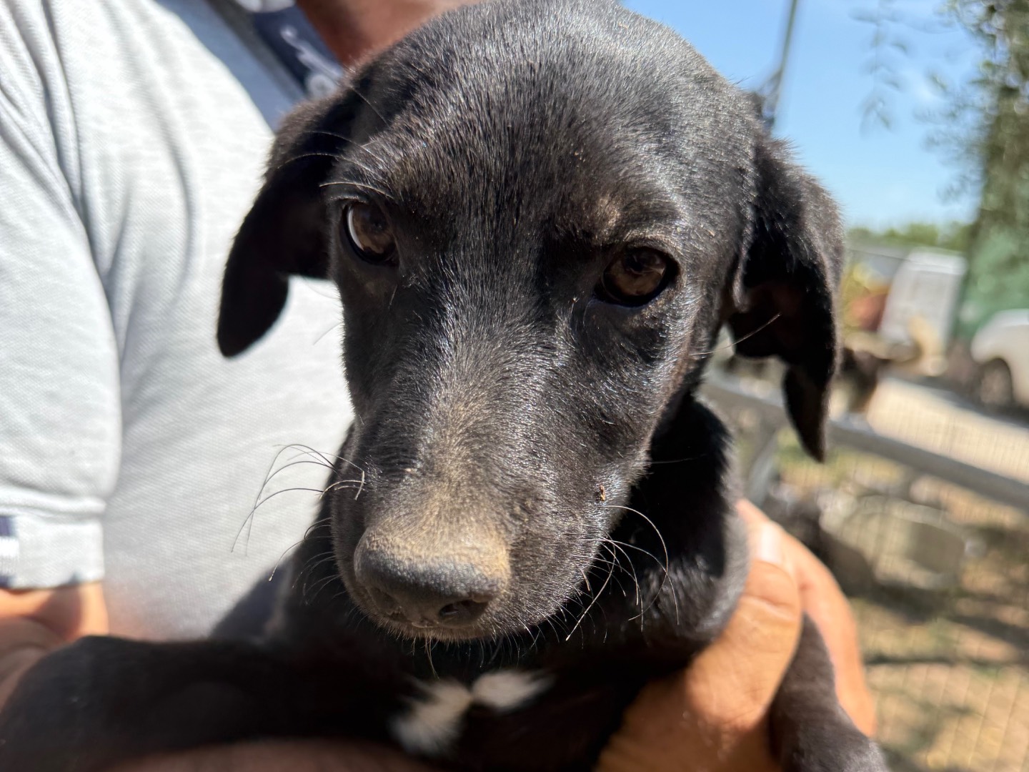 Adozione cane, maschio, Razza sconosciuta Razza sconosciuta, 4 mesi, taglia media, Matera