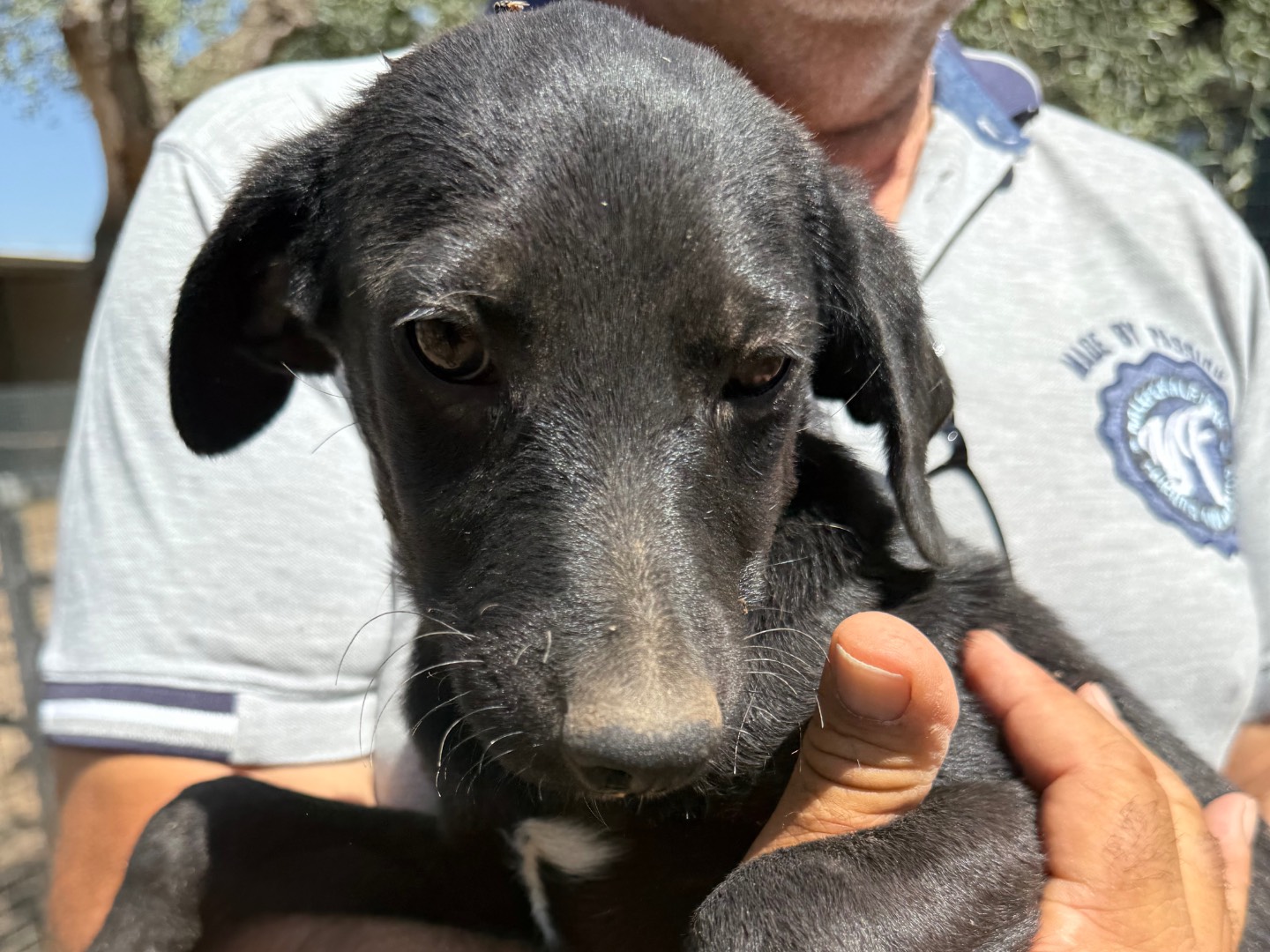 Adotta un cane, taglia media, maschio, Matera