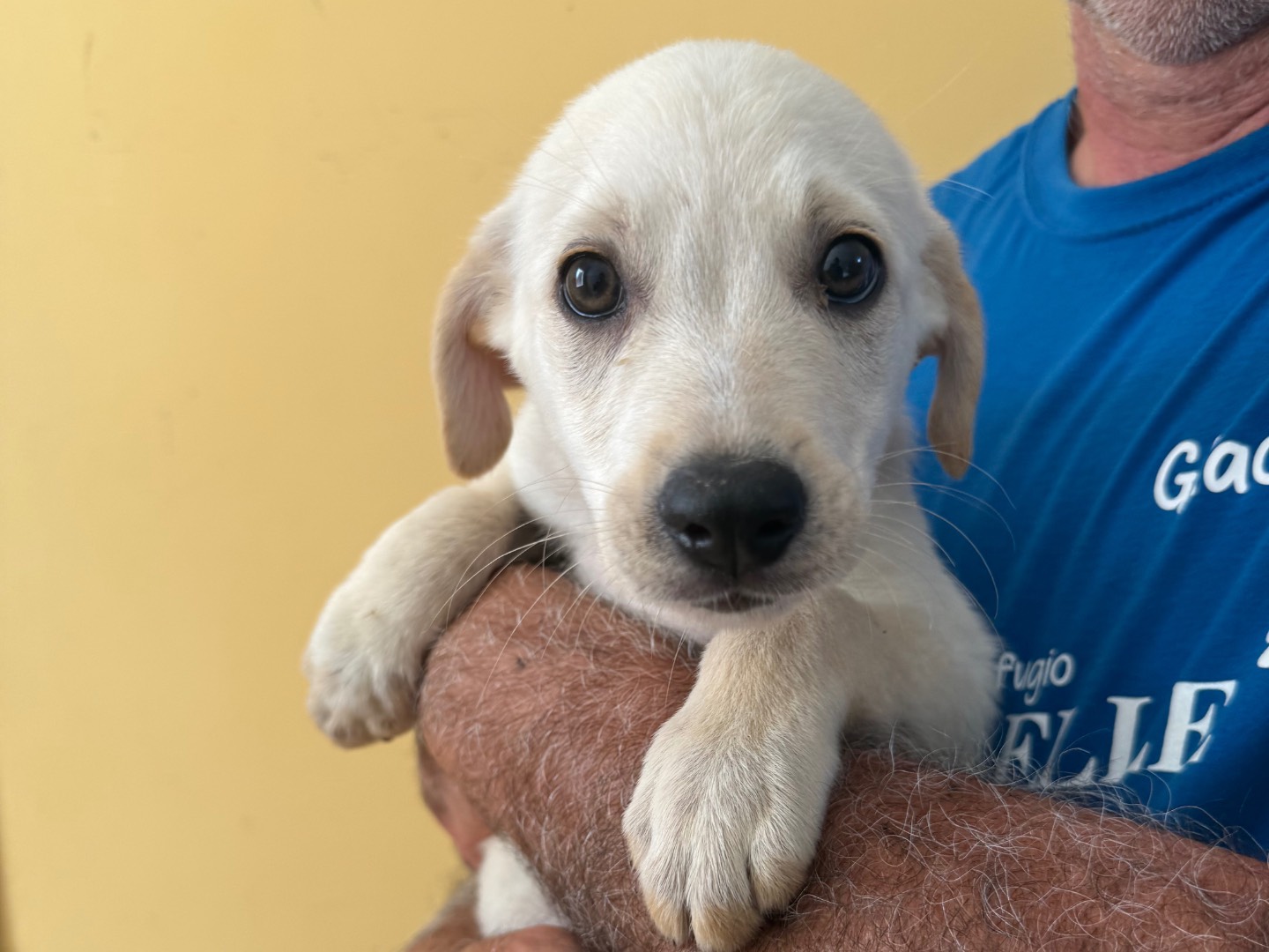 Adozione cane, maschio, Razza sconosciuta Razza sconosciuta, 4 mesi, taglia media, Matera