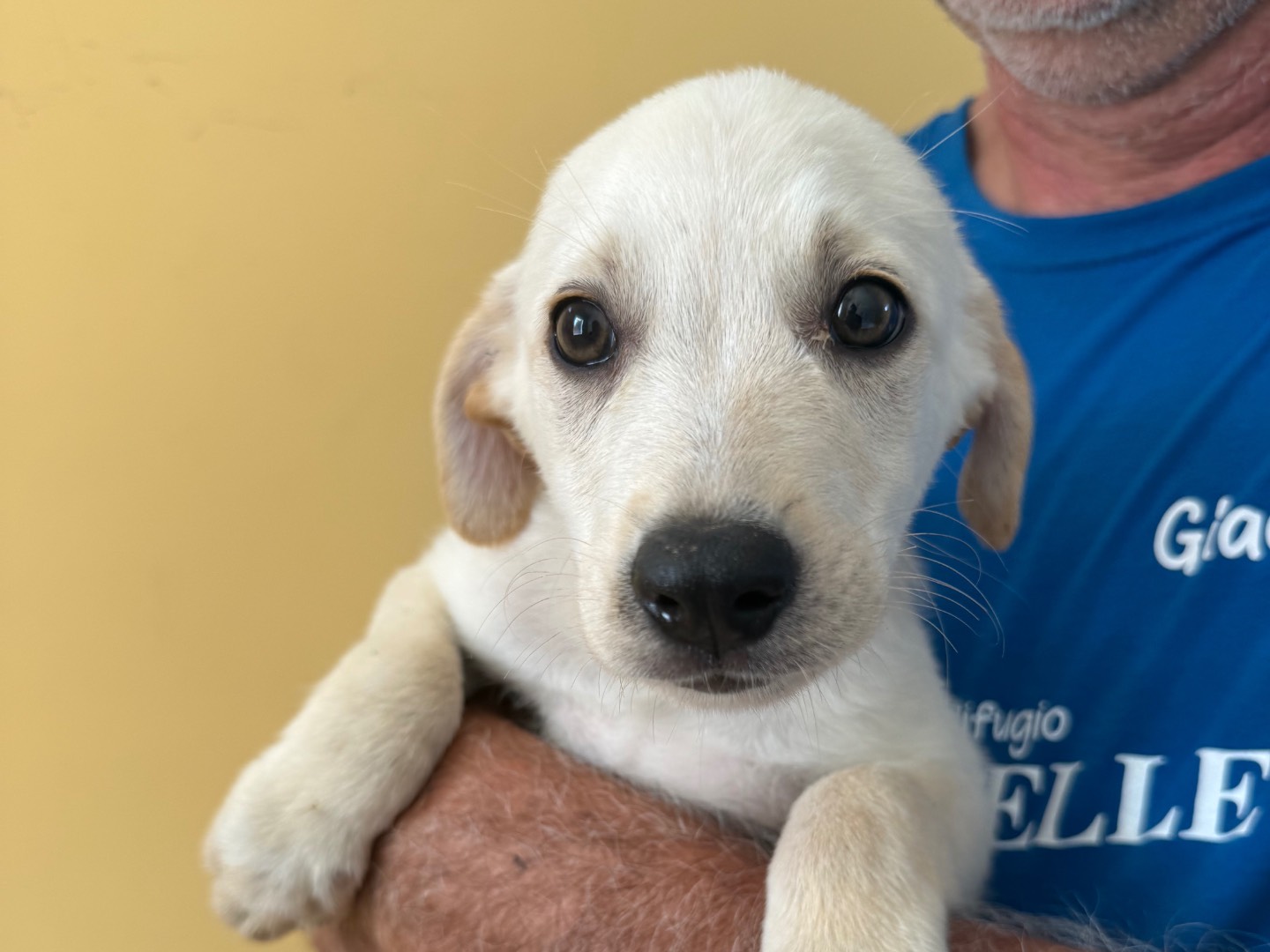 Adotta un cane, maschio, 4 mesi, Matera