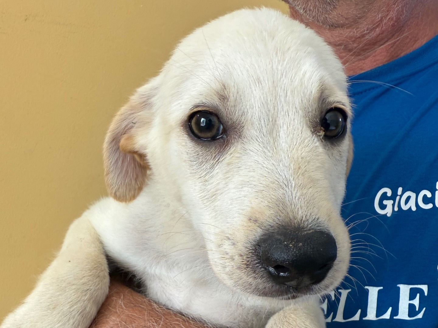 Adotta un cane, taglia media, maschio, Matera