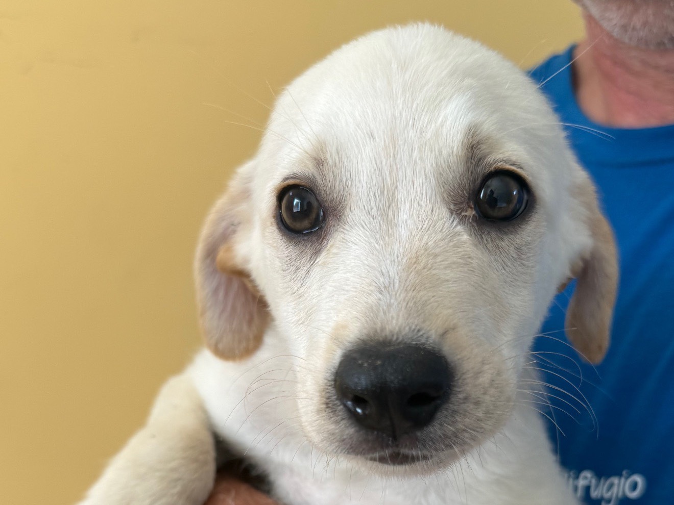 Vuoi adottare un cane a Matera?