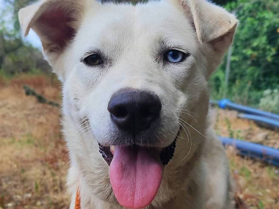 Adotta un cane, femmina, 1 anno, Como