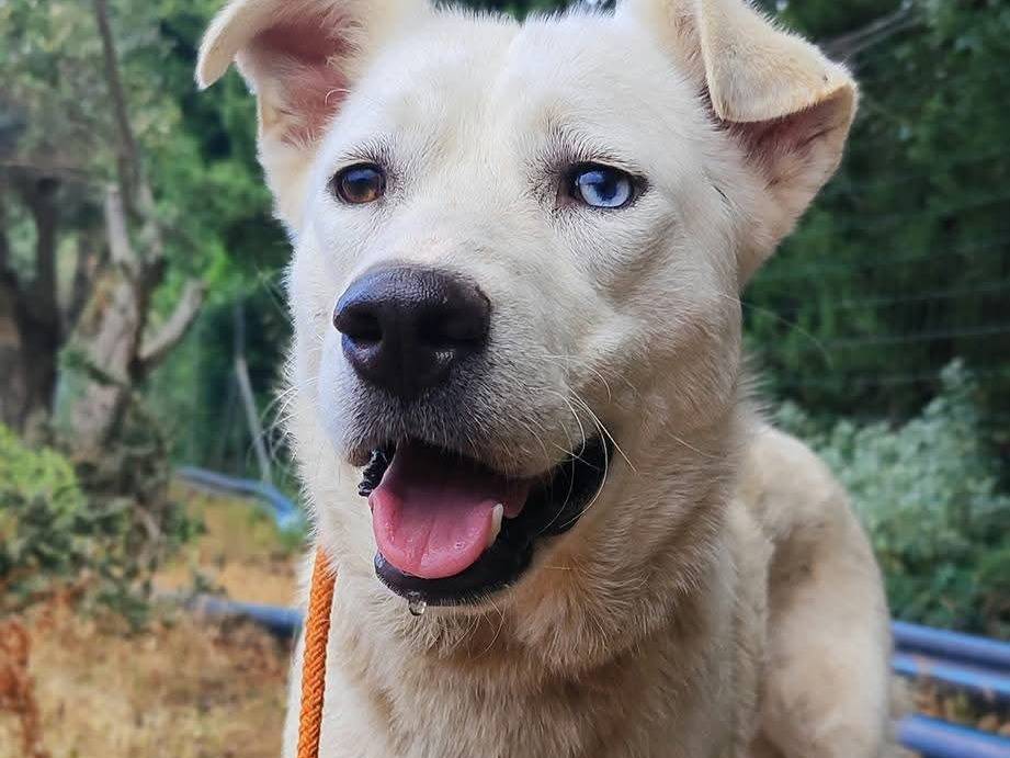 Adotta un cane, taglia media, femmina, Como
