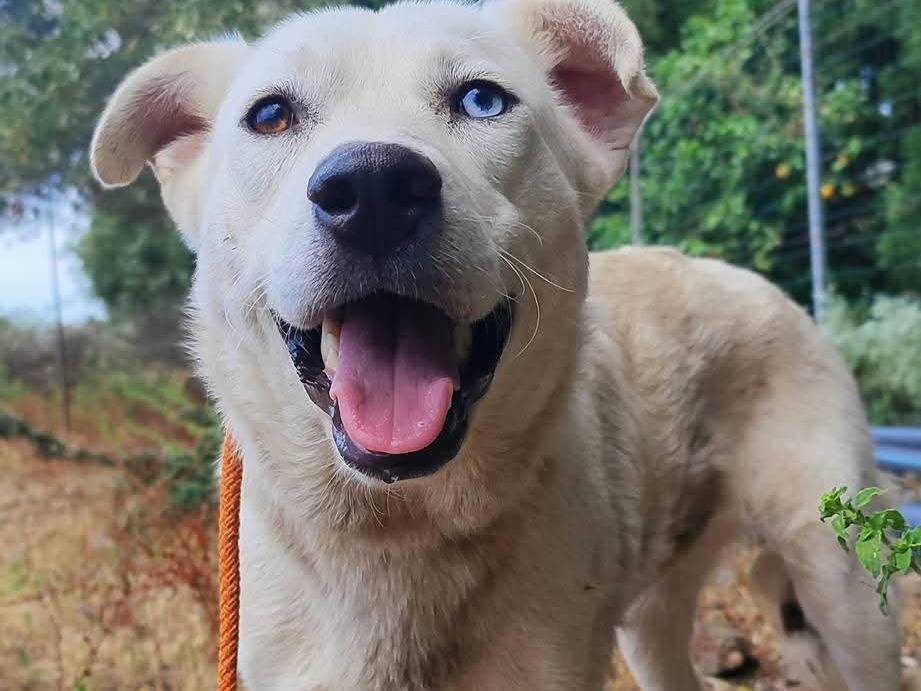 Vuoi adottare un cane a Como?