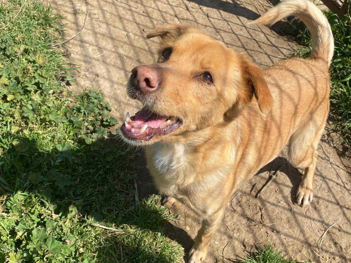 Adotta un cane, taglia media contenuta, maschio, Roma