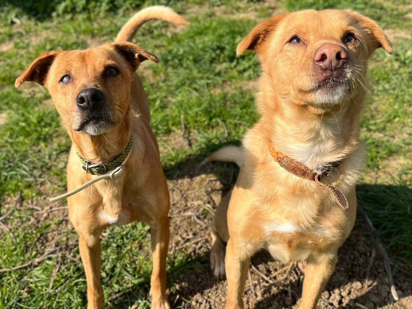 Adotta il cane Willy a Roma