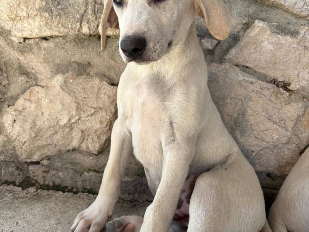 Foto 2 dell'animale