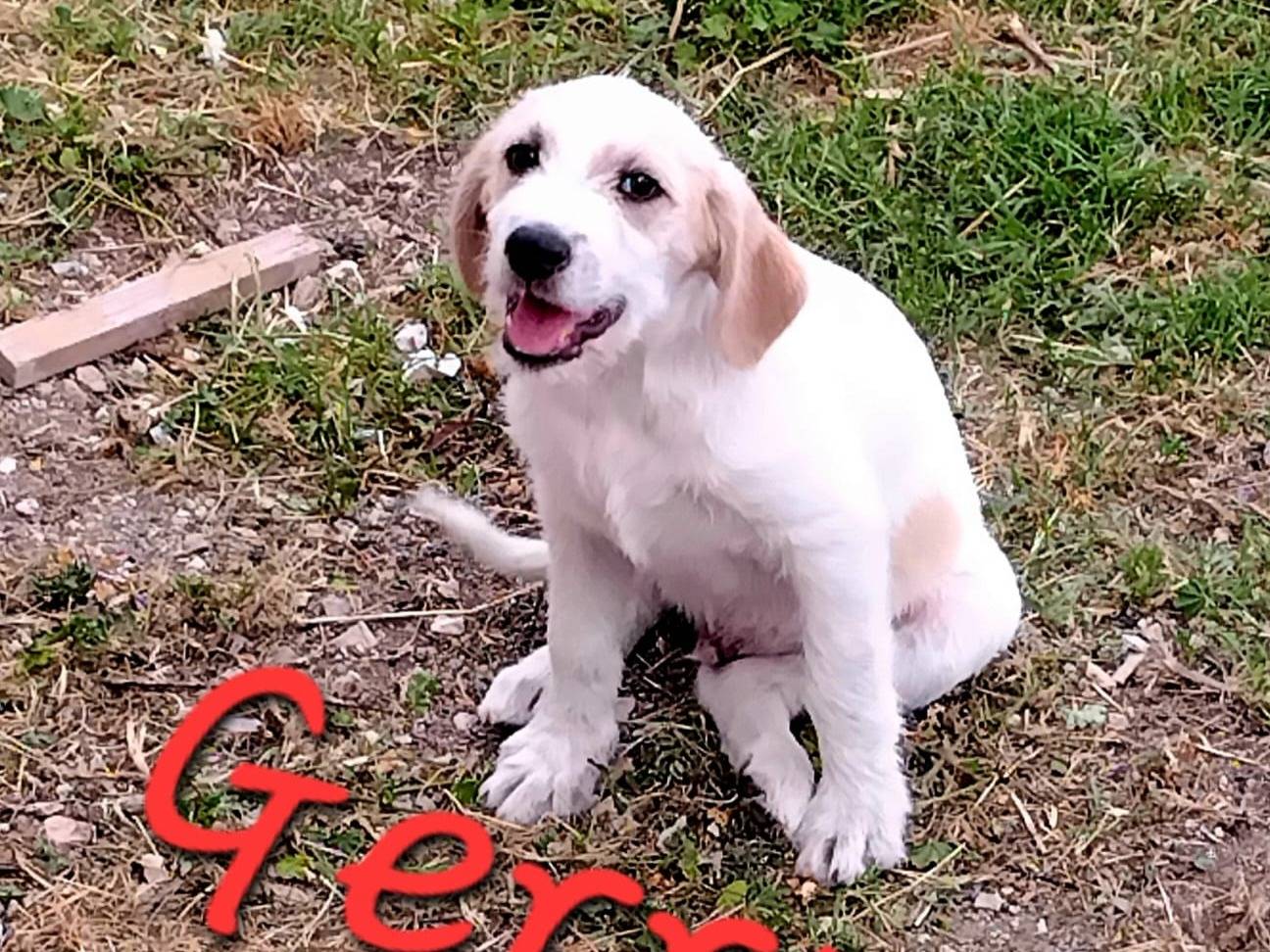 Adozione cane, maschio, Razza sconosciuta Razza sconosciuta, 5 mesi, taglia media, Avellino
