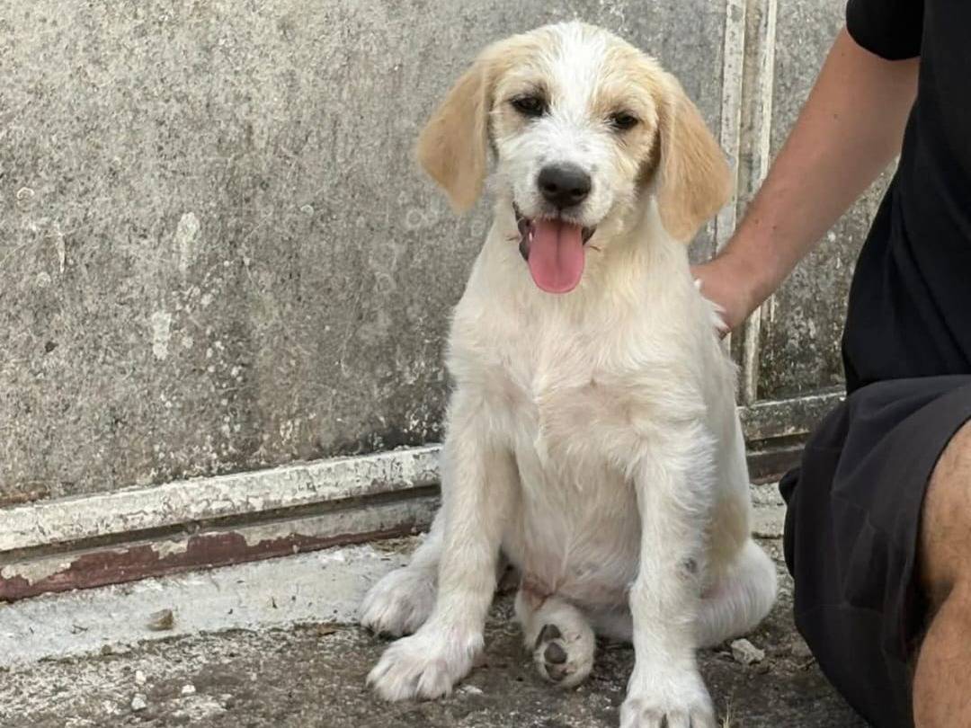 Adotta un cane, maschio, 5 mesi, Avellino