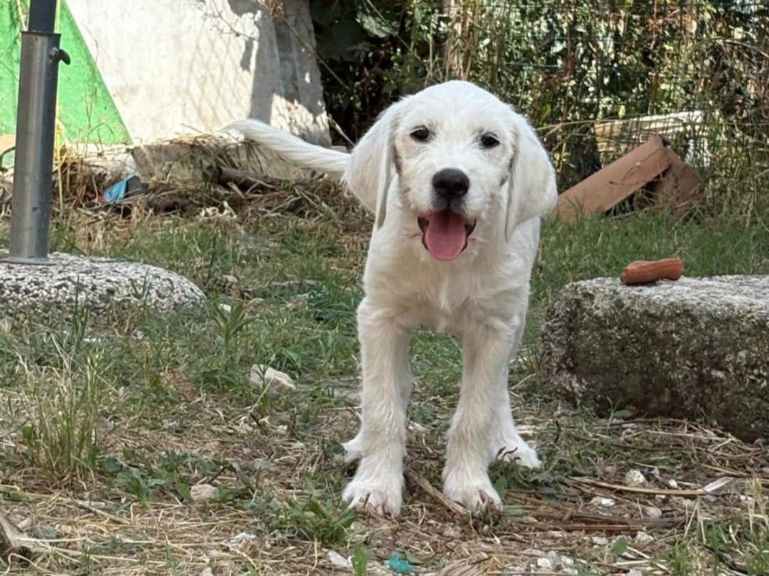 Foto 2 dell'animale
