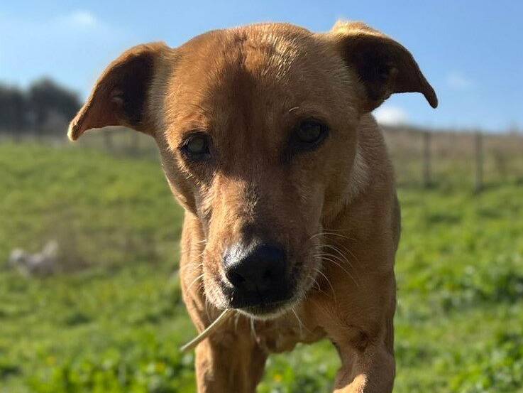 Foto 1 dell'animale