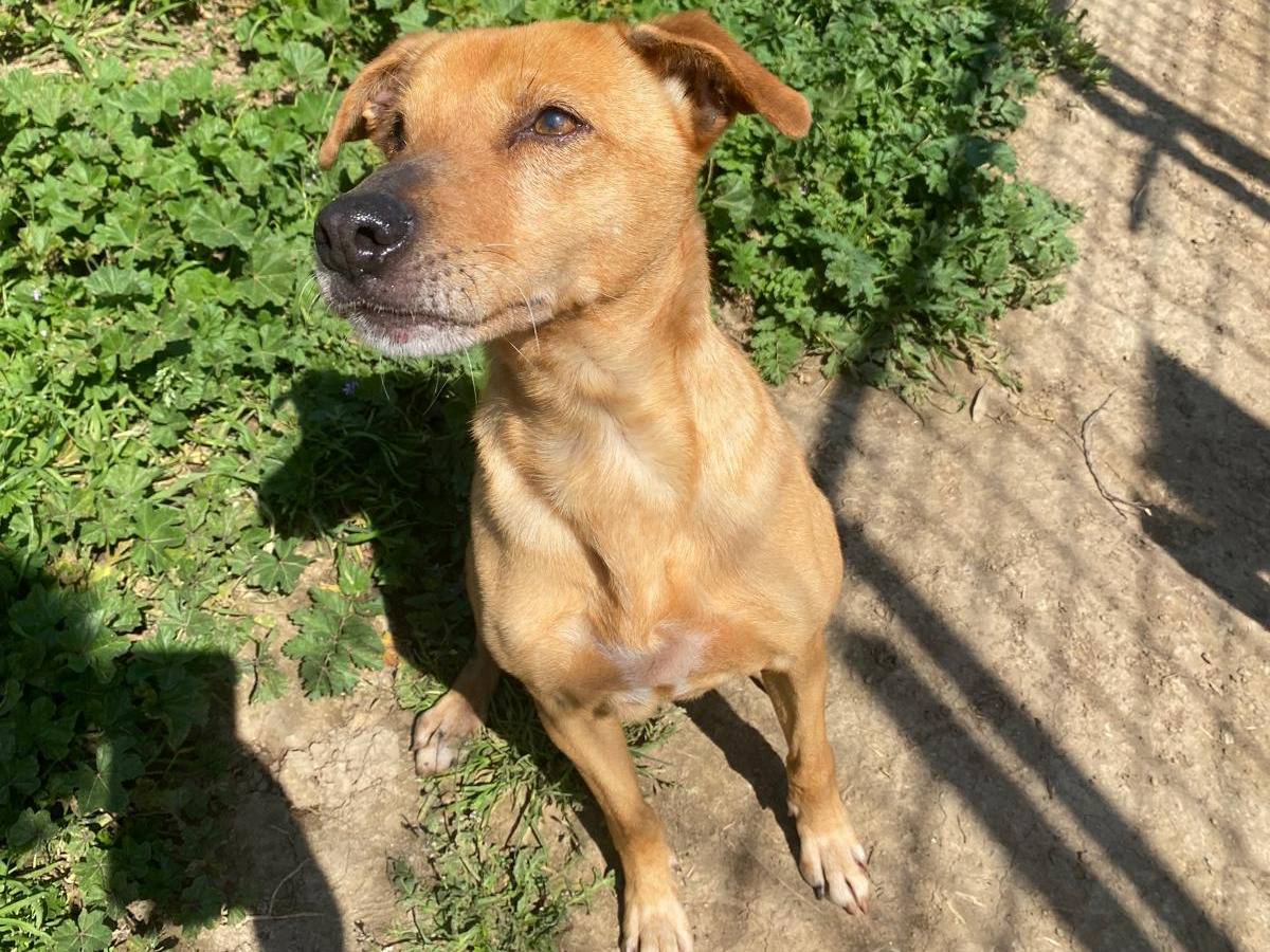 Vuoi adottare un cane a Roma?