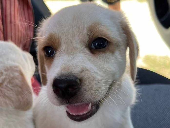Adotta un cane, taglia media, femmina, Padova