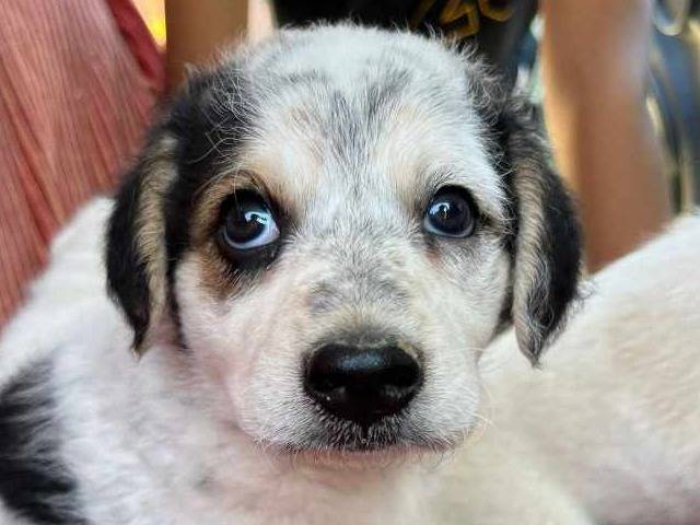 Adotta un cane, femmina, 1 mesi, Padova