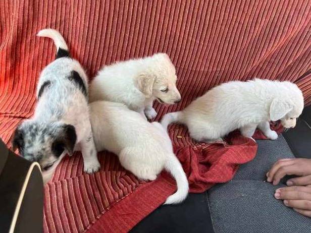 Vuoi adottare un cane a Padova?