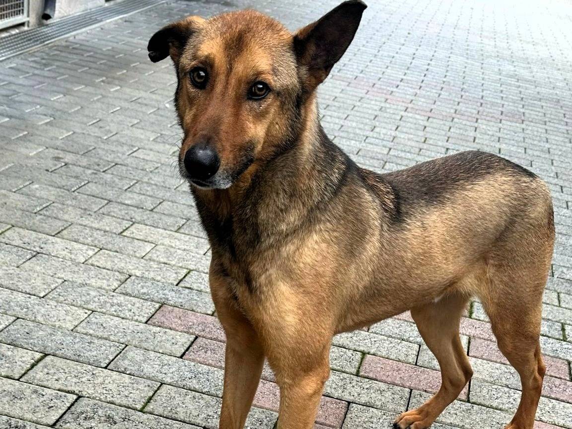Adotta un cane, maschio, 3 anni  e 3 mesi , Milano