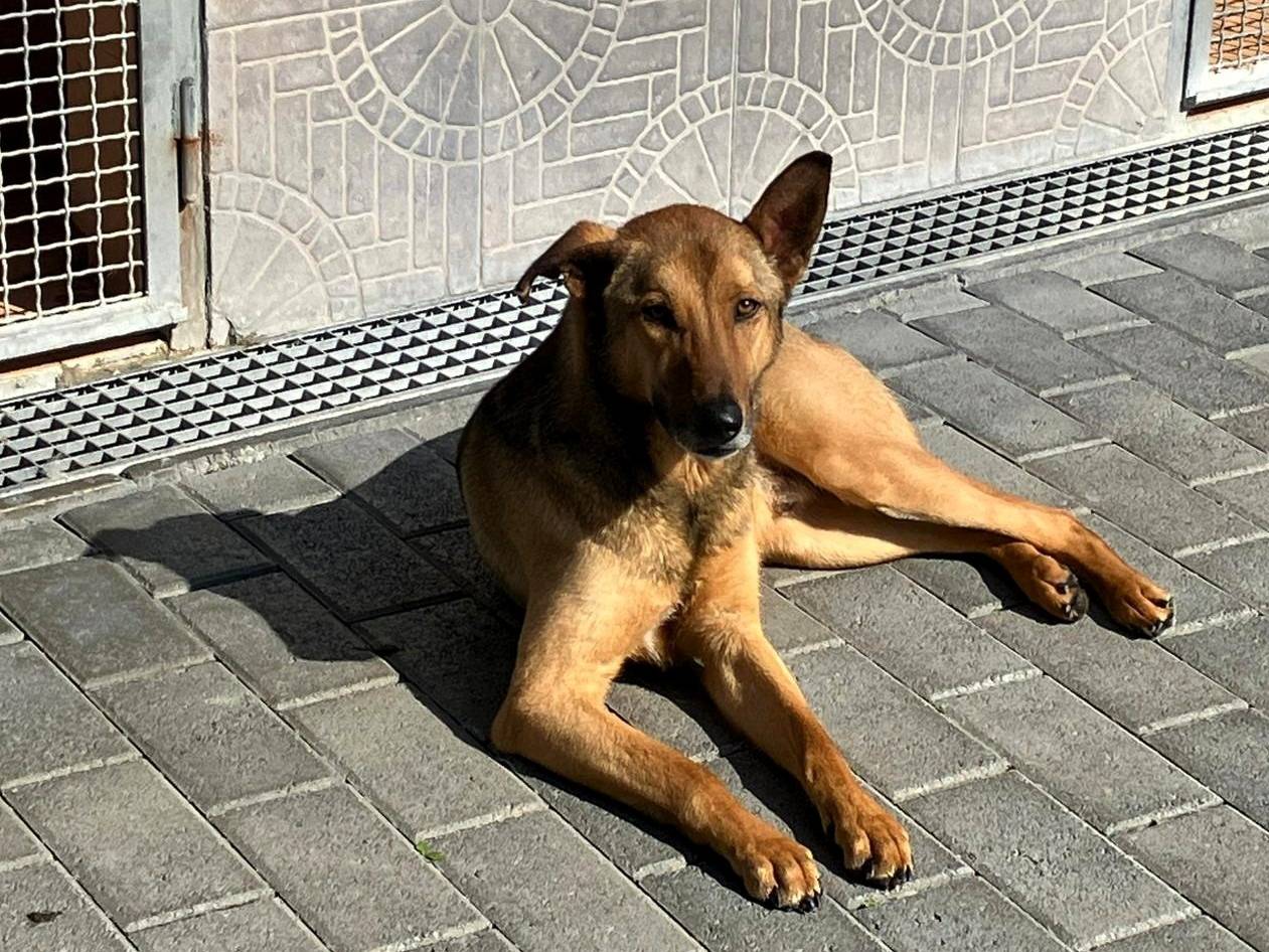Vuoi adottare un cane a Milano?