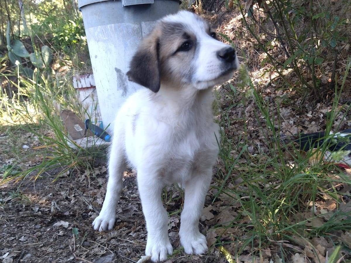Foto 3 dell'animale