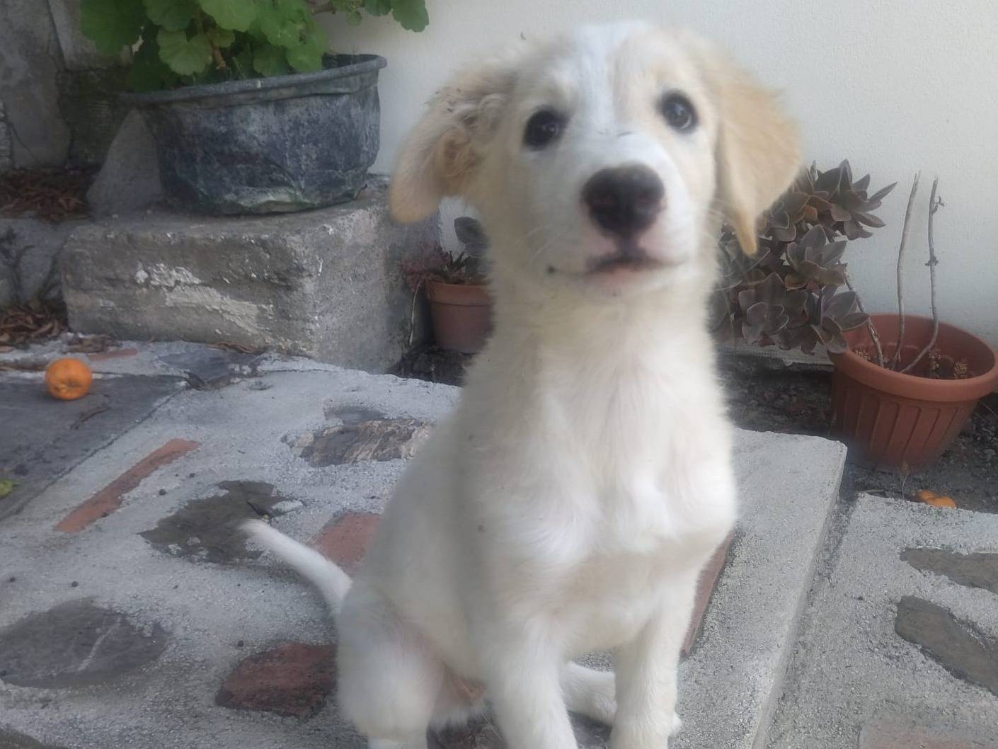 Foto dell'animale