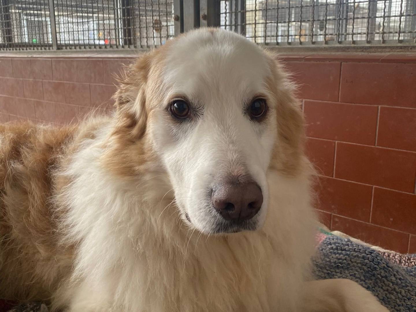 Vuoi adottare un cane a Milano?