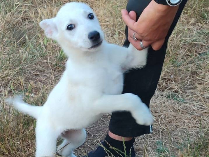 Foto dell'animale