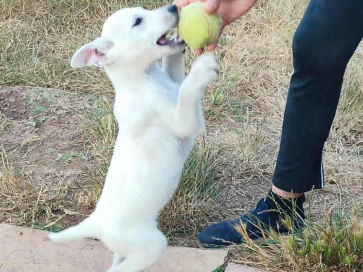 Adotta un cane, femmina, 1 mesi, Varese