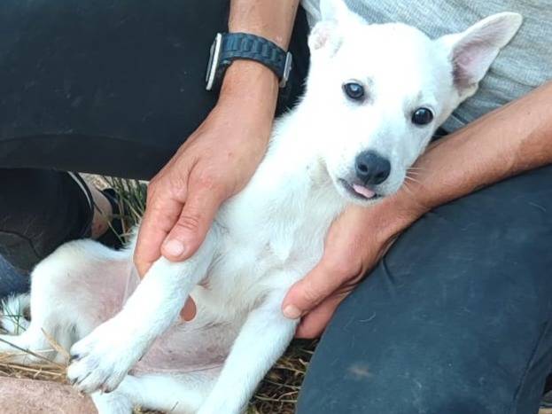 Adotta un cane, taglia media, femmina, Varese