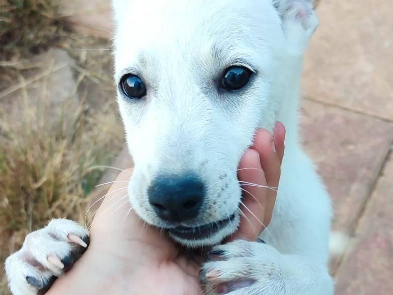 Vuoi adottare un cane a Varese?