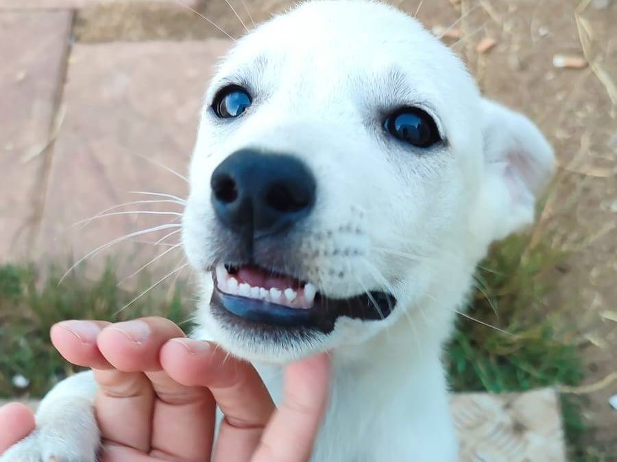 Adotta il cane UNA MAMMA PER MERINGA  a Varese