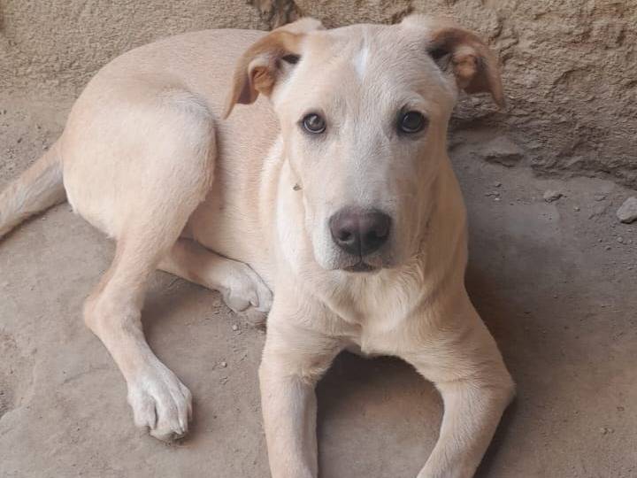 Adotta un cane, femmina, 1 anno e 5 mesi , Firenze