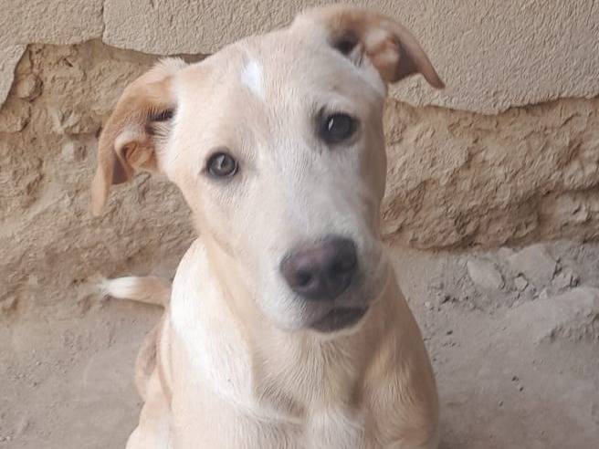 Adotta il cane MASHA MIX LABRADORINA  a Firenze