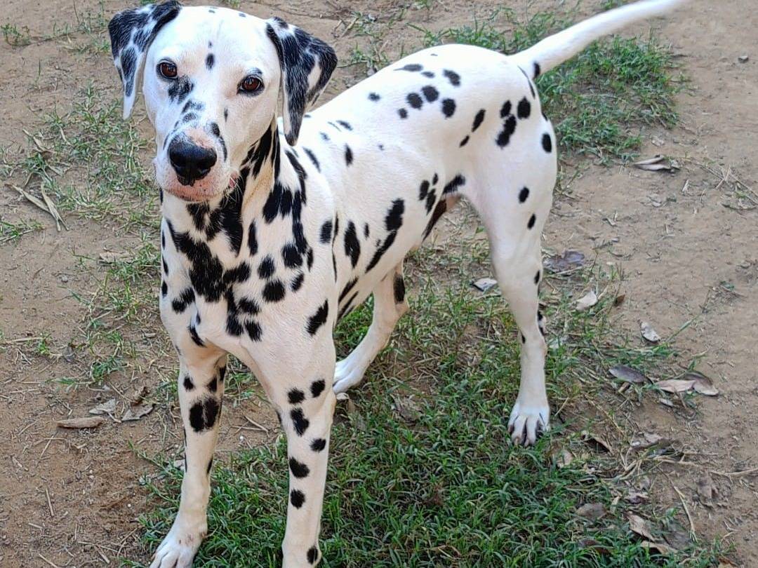 Adozione cane, maschio, Dalmata Razza sconosciuta, 3 anni, taglia media, Varese