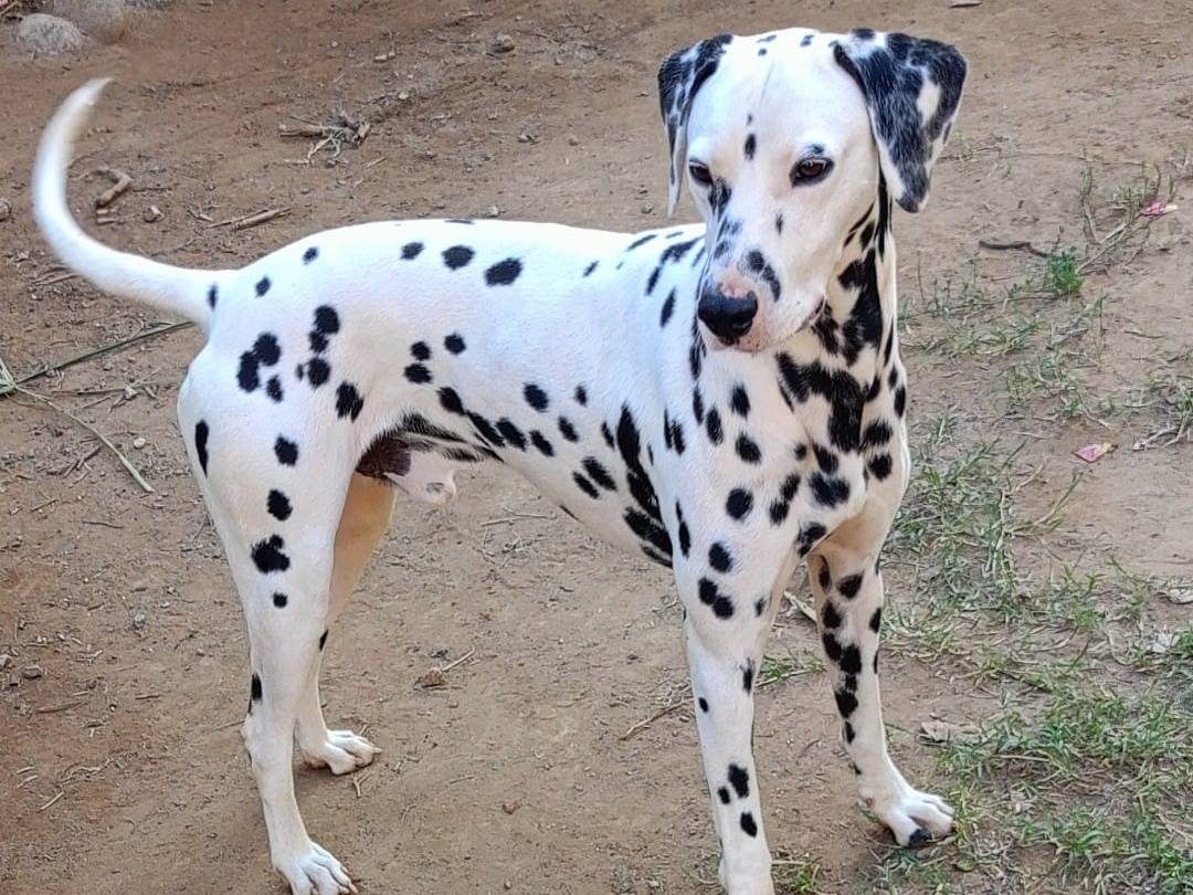 Adotta un cane, maschio, 3 anni, Varese