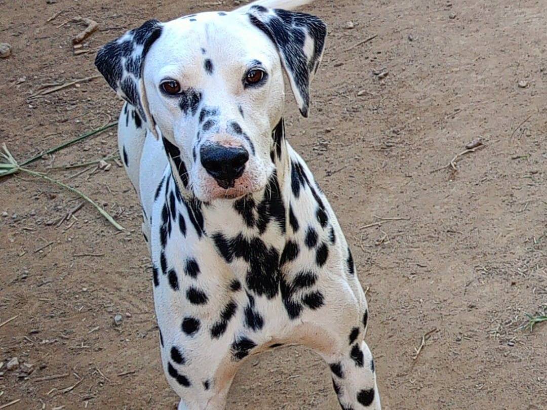 Adotta un cane, taglia media, maschio, Varese