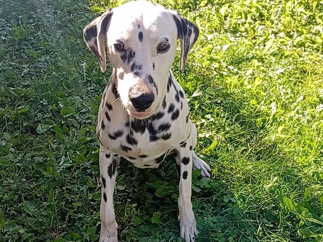 Vuoi adottare un cane a Varese?