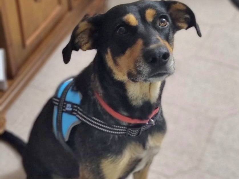 Adotta un cane, femmina, 2 anni e 5 mesi, Genova