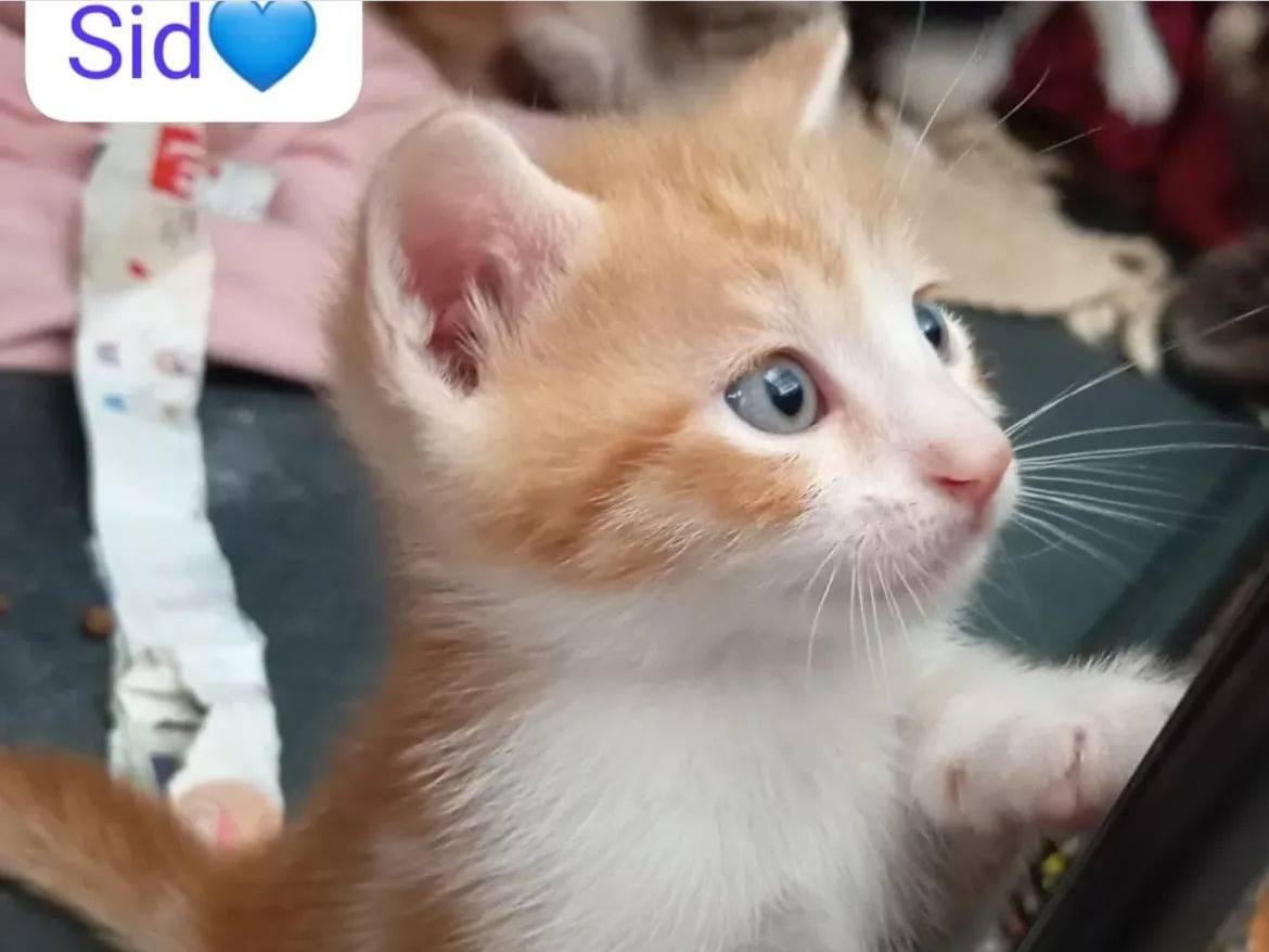 Adotta un gatto, maschio, 2 mesi, Milano