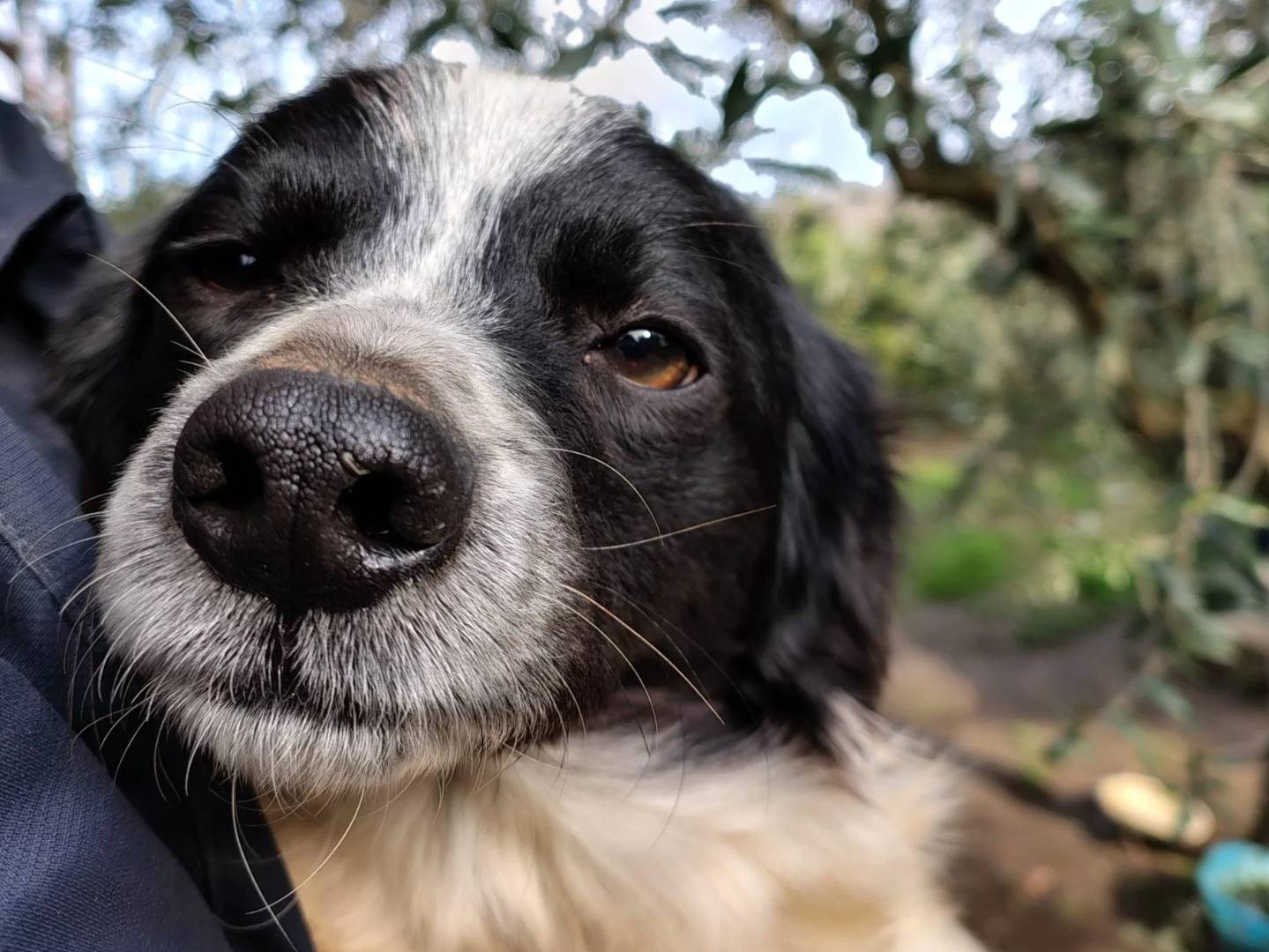 Adotta un cane, maschio, 1 anno e 1 mese, Roma
