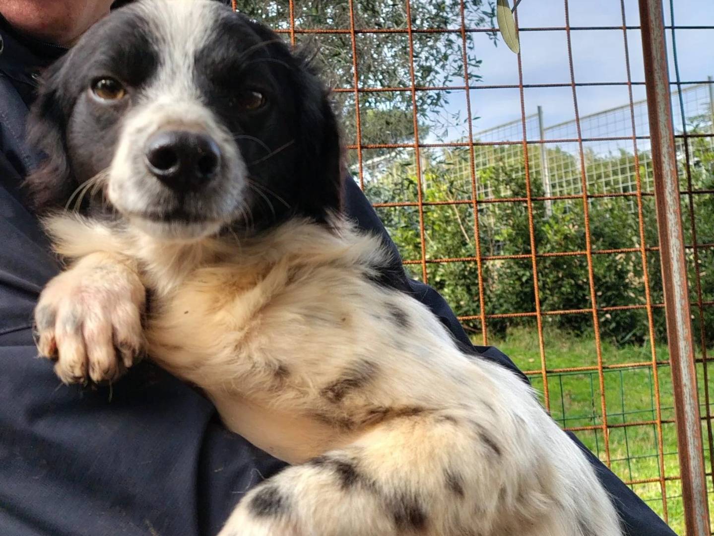 Adotta un cane, taglia piccola, maschio, Roma
