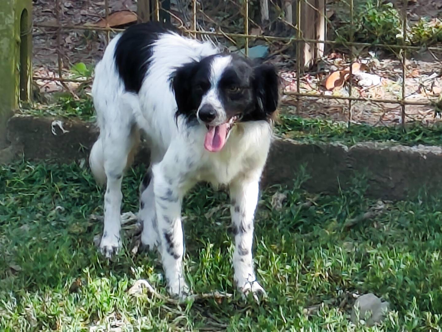 Vuoi adottare un cane a Roma?
