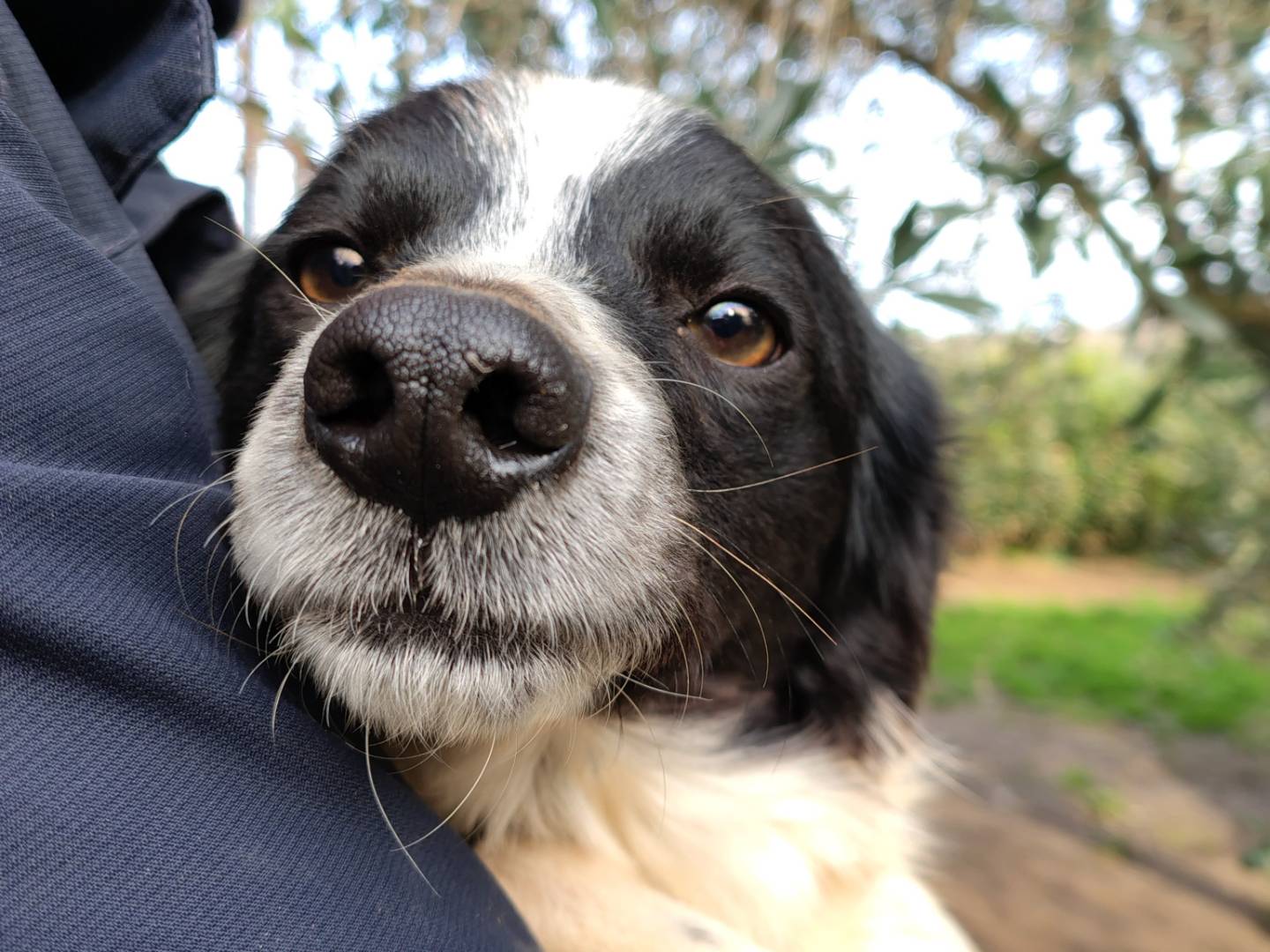 Adotta il cane curacao a Roma