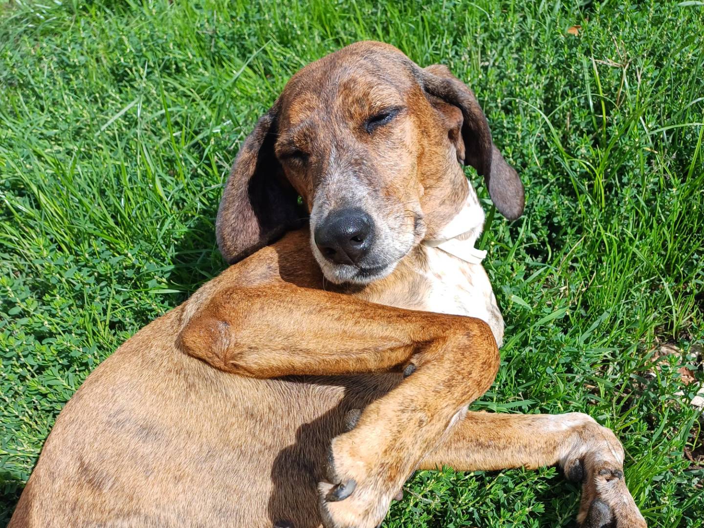 Adotta un cane, taglia media contenuta, femmina, Roma